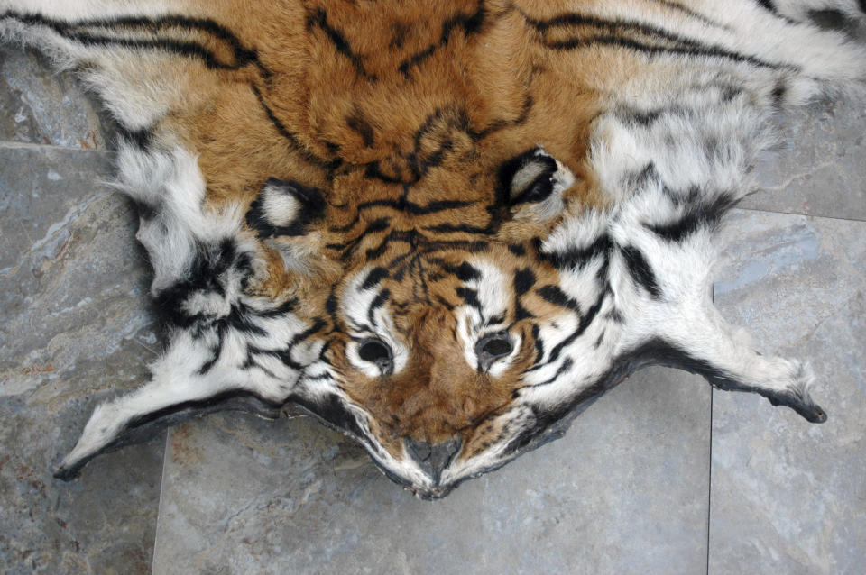 This July 2011 photo provided by the Wildlife Trust of India shows a tiger skin that was seized by Indian law enforcement authorities at the border with Bhutan. Since the country announced its 2020 COVID-19 lockdown, at least four tigers and six leopards have been killed by poachers, Wildlife Protection Society of India said. (WTI via AP)