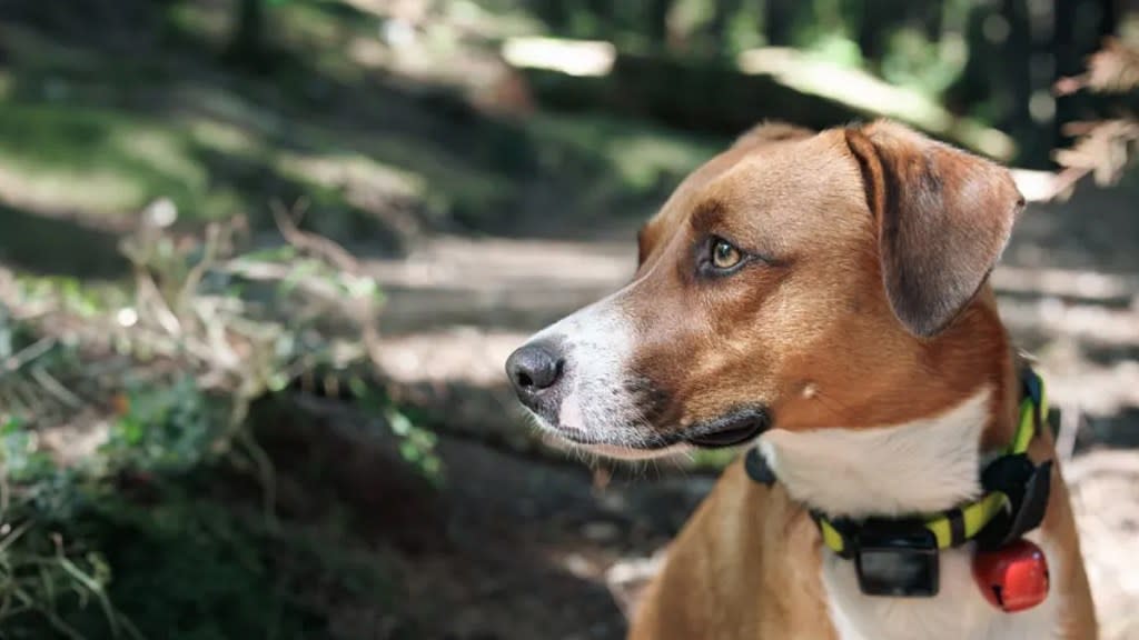 Garmin dog trackers