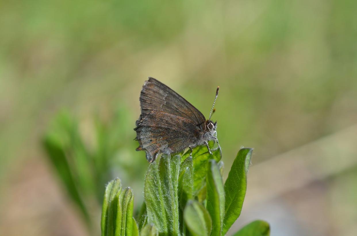 <span class="caption">The Texas frosted elfin (_Callophrys irus hadros_), a small butterfly subspecies found only in Arkansas, Texas, Oklahoma and Louisiana, has lost most of its prairie habitat and is thought to have dramatically declined over the last century. </span> <span class="attribution"><span class="source">Matthew D. Moran</span>, <a class="link " href="http://creativecommons.org/licenses/by-nd/4.0/" rel="nofollow noopener" target="_blank" data-ylk="slk:CC BY-ND;elm:context_link;itc:0;sec:content-canvas">CC BY-ND</a></span>