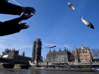 Brexit campaigner Nigel Farage and the founder of Fishing for Leave, Aaron Brown, symbolically dump fish into the River Thames next to the Houses of Parliament, to highlight what is says will be a detrimental effect a delay in leaving the Common Fisheries Policy will have on the British fishing industry, in central London, Britain March 21, 2018. REUTERS/Toby Melville