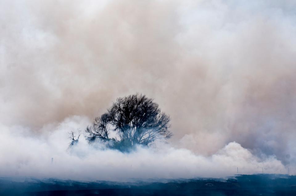 <p>Rauch eines Feuers umhüllt einen verbrannten Baum im Mojave Narrows Regional Park in Victorville in Kalifornien. (Bild: James Quigg/The Daily Press via AP) </p>