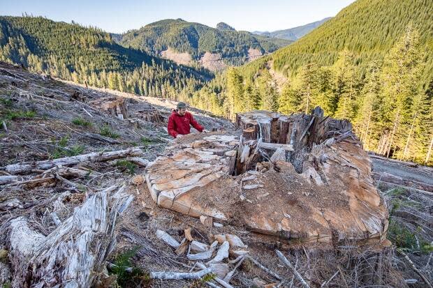 An ancient red cedar stump measuring four metres in diameter is shown in this file photo. 