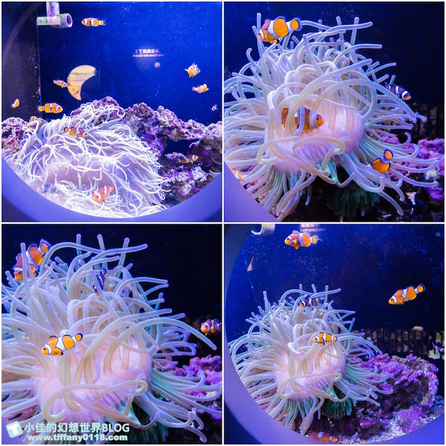 澎湖水族館