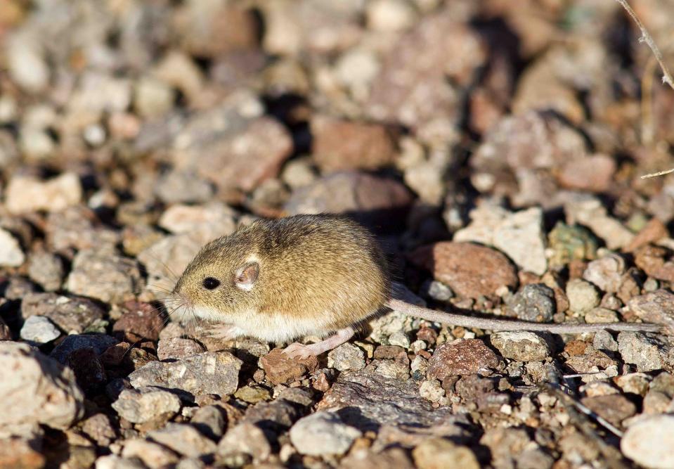 The silky pocket mouse is closely related to Merriam's pocket mouse. Its scientific name is Perognathus flavus, and this particular one is from the Trans-Pecos region of Texas, specifically the Chinati Mountains State Natural Area.