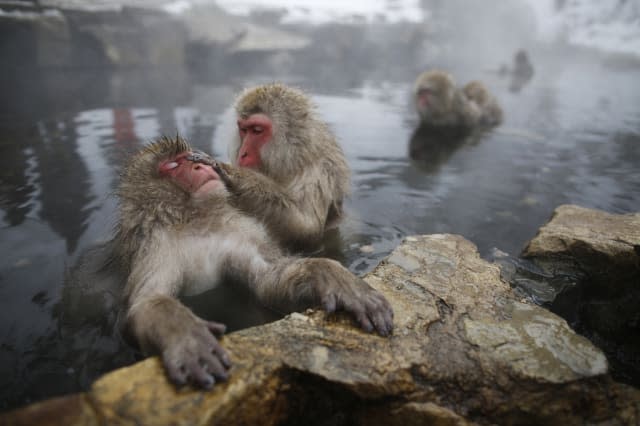 Japan zoo kills 57 snow monkeys over 'alien genes'