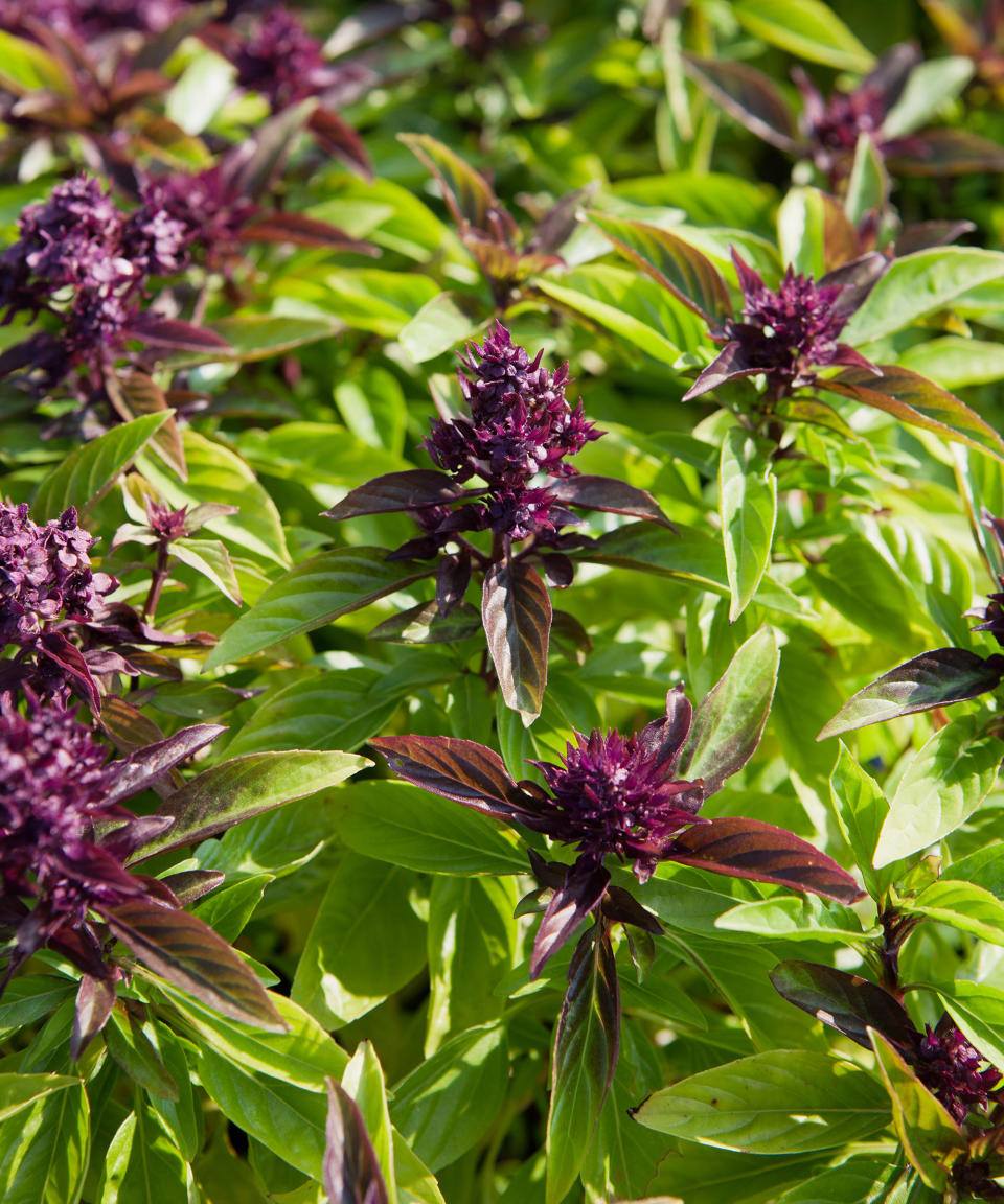 Thai basil plants