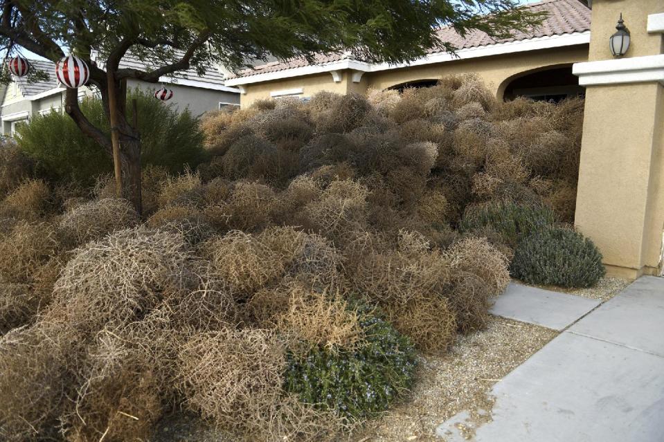 High desert winds blew tumbleweeds from an open field several feet high at a home in Victorville, Calif., on Friday, Dec., 16, 2016. The National Weather Service issued a high wind warning in Southern California on Friday. (David Pardo/The Daily Press via AP)