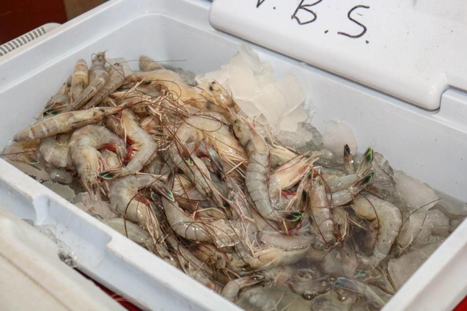 Shrimp caught by Thomas Olander on June 4 rest on ice in Cypremort Point, Louisiana.