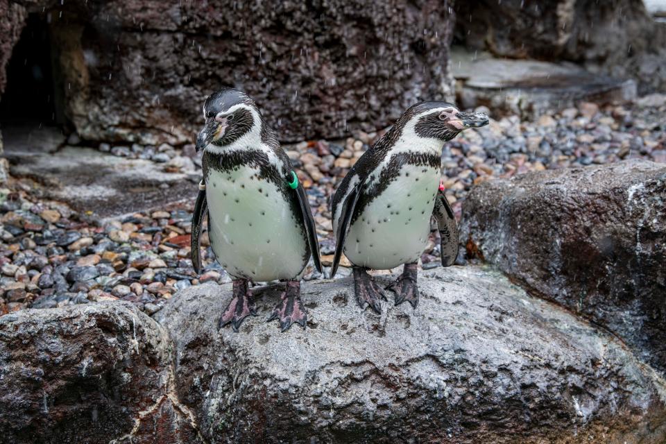 The Milwaukee County Zoo's Humboldt penguins will step in to take over Groundhog Day weather forecasting duties on Feb. 2, 2024. The zoo's resident groundhog, Gordy, died not long after the 2023 ceremony.