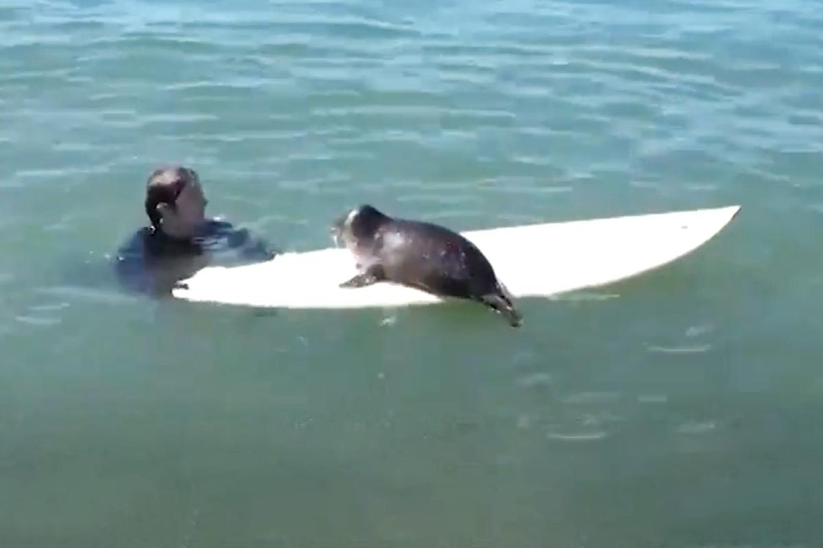 Surfing Baby Seal Hangs Ten With San Diego Locals 