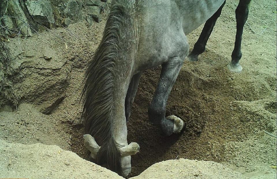 Caballo abriendo un pozo para abrevar en el desierto de Sonora. (Crédito imagen E.J.Kundgren el al. / Science).