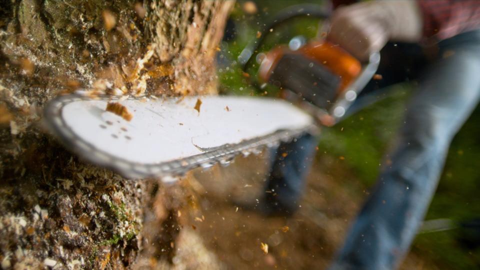 close view of chain saw cutting through the trunk of a tree