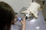 Ana-Maria Ciulcu takes pictures of a dog she rescued from the streets of Bucharest while a veterinary doctor makes him a vaccine in Bucharest March 28, 2014. Ana-Maria is just 13 years-old and she had the idea of using social media to find people willing to adopt a stray dog. Different from other children her age, she uses all her free time to save stray dogs. Her Facebook page turned into an adoption centre, very successful until now, with more than 150 dogs sent abroad to animal lovers mainly from Germany, Austria and Belgium. Picture taken March 28, 2014. REUTERS/Bogdan Cristel (ROMANIA - Tags: ANIMALS SOCIETY)