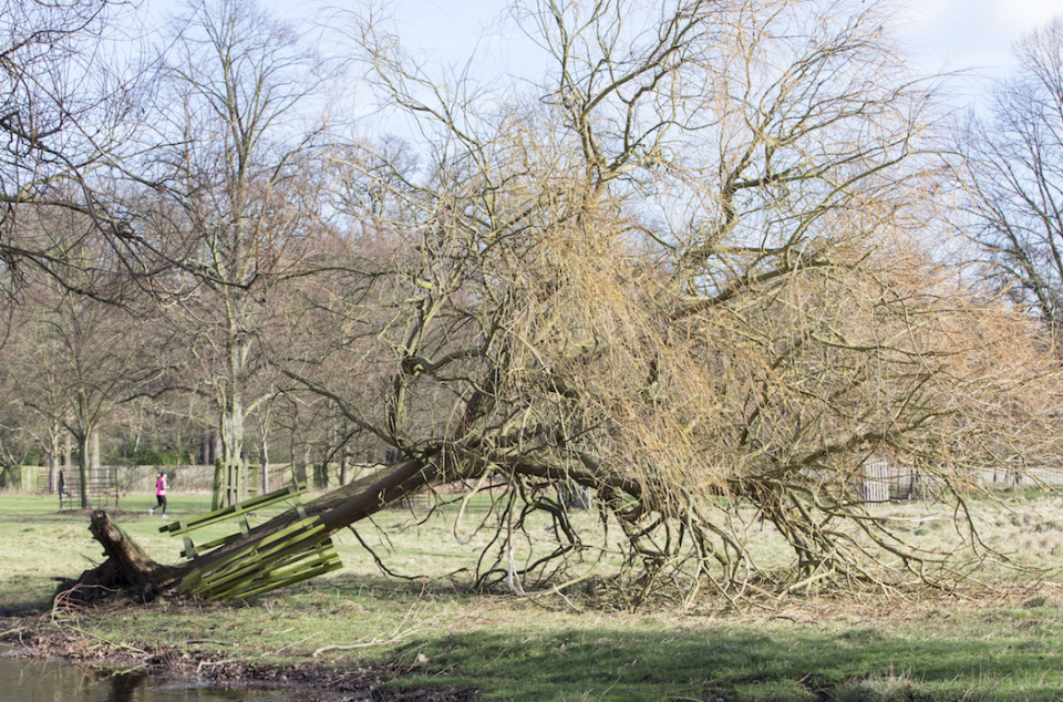 <em>The Lurcher-Whippet Staffordshire Bull Terrier attacked several people after escaping from a garden during Storm Doris (Rex/file photo)</em>