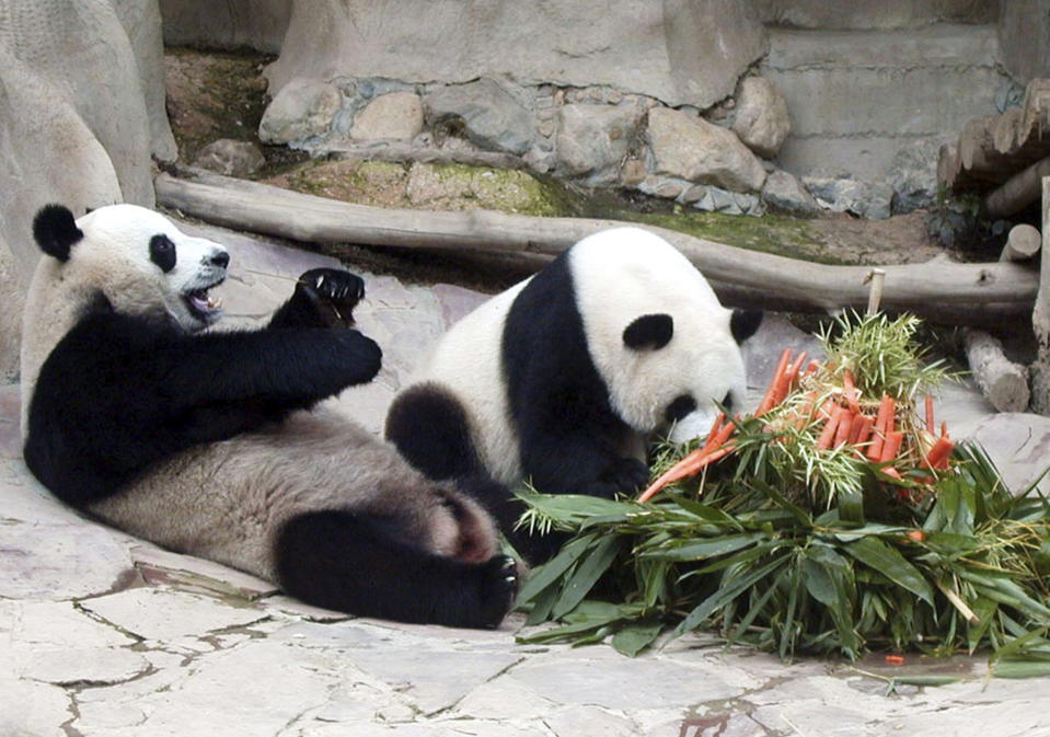 FILE - Xuang Xuang, a male panda, left, plays on the ground, as Lin Hui, right, a female panda, eats a cake made of bamboo and carrots to celebrate her fourth birthday at the Chiang Mai Zoo in Chiang Mai province, north of Bangkok, Thailand, on Sept. 28, 2005. Lin Hui, the giant panda, died Wednesday, April 19, 2023, six months before she was due to return home, officials from the Chiang Mai Zoo said. (AP Photo/Wichai Traprew, File)
