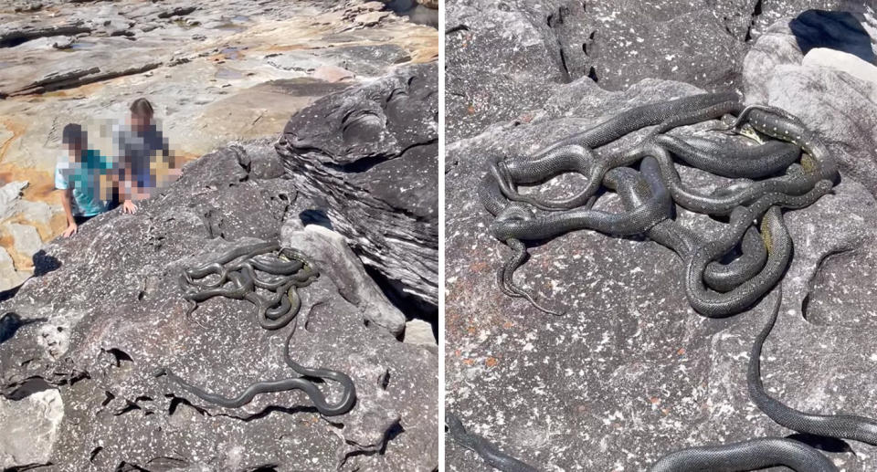 Boy and girl near pile of diamond pythons on rocks at beach; Pile of snakes on rocks.