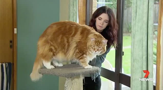 'We've got a really big cat on our hands', the moggie's owner Stephanie Hirst said. Picture: 7 News