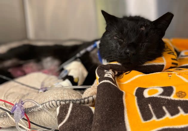 Buddy the cat receiving treatment after a brutal attack from two dogs. (Photo: Pennsylvania SPCA)