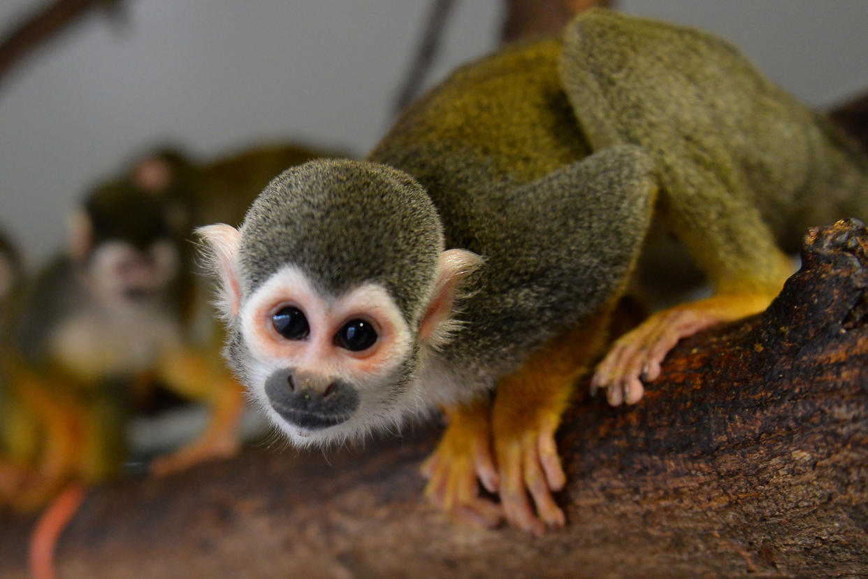 A squirrel monkey (Jean-Francois Monier / AFP via Getty Images file)