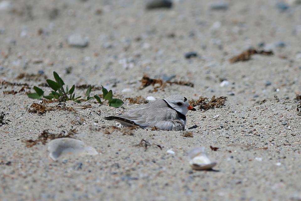 A piping plover sits on her nest at East Beach in New Bedford. Last year was the first year the endangered bird nested in the city.
