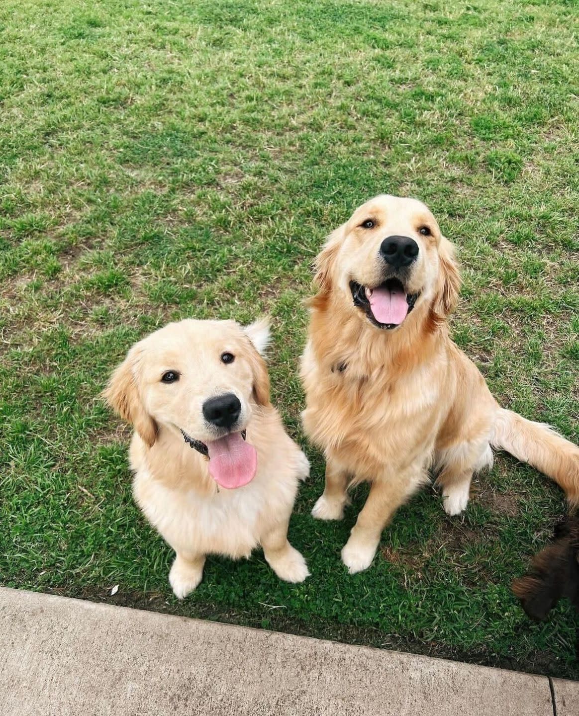 unique golden retriever names