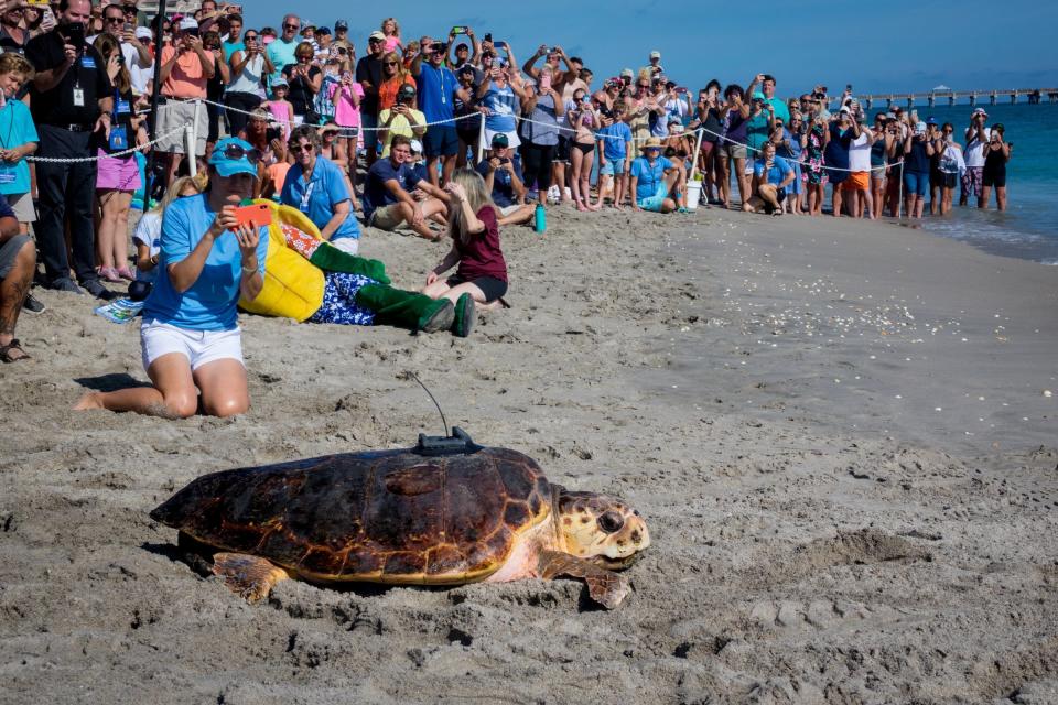 Visitors watch as Howard, an adult male loggerhead, is released by members of the Loggerhead Marinelife Center in Juno Beach.