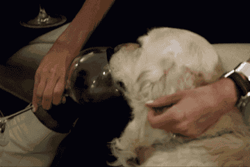 Jessica's Golden Lab licks wine out of an Olivia Pope sized wine glass and Jessica whispers that her dog loves wine.