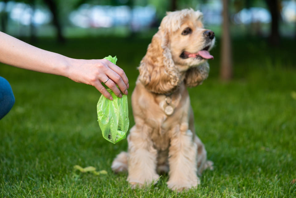 La prohibición de los plásticos de un solo uso también afecta a los dueños de mascotas. Foto: Getty Images