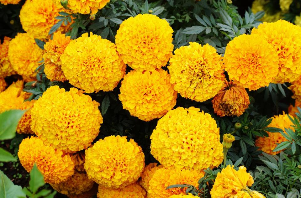 a big cluster of large, majestic bright yellow marigold flowers in full bloom tagetes asteraceae family