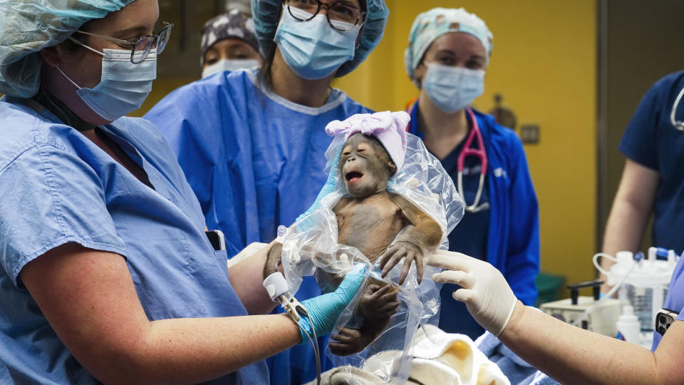 A Bornean orangutan was born at Busch Gardens Tampa Bay in Florida. (Howard Lin)