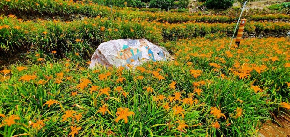 竹子湖故鄉金針花農園（圖片來源：竹子湖故鄉金針花農園）