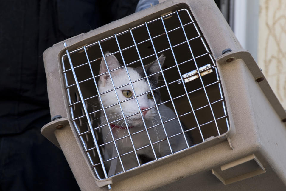 A members of the Pennsylvania Society for the Prevention of Cruelty to Animals removes a cat from two two connected row homes Wednesday, March 26, 2014, in Philadelphia. The Animal welfare authorities say they are working to remove about 260 cats and take them to the organization's north Philadelphia shelter, where veterinarians were waiting to examine them. (AP Photo/Matt Rourke)