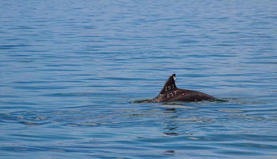 A dolphin that has already been tagged is seen again in the waters of Sarasota Bay.