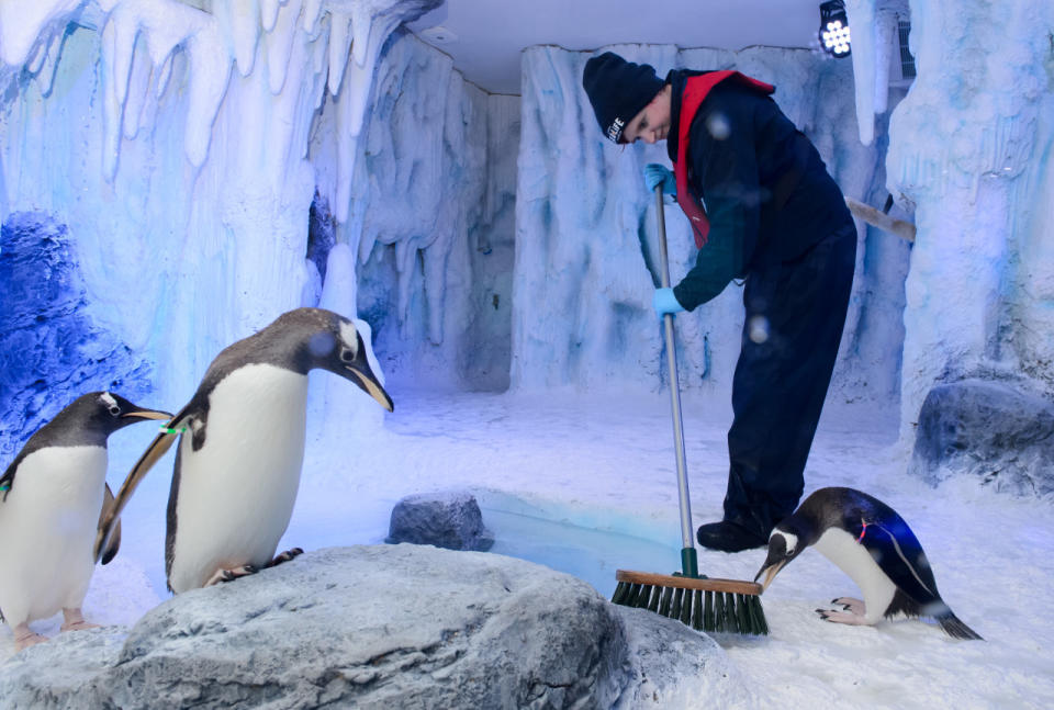 Expert Penguin Keepers carefully control the temperature, lighting and humidity so its just like home. 