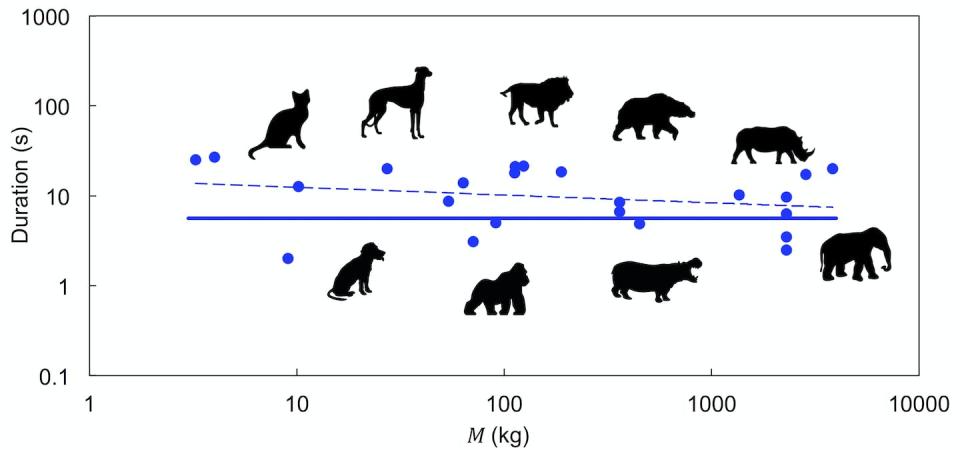 The relationship between body mass M and defecation time. Symbols represent experimental measurements; dashed line represents best fit to the data; solid line represents the theoretical prediction. Yang et al, DOI: 10.1039/C6SM02795D, <a href="http://creativecommons.org/licenses/by-nd/4.0/" rel="nofollow noopener" target="_blank" data-ylk="slk:CC BY-ND;elm:context_link;itc:0;sec:content-canvas" class="link ">CC BY-ND</a>