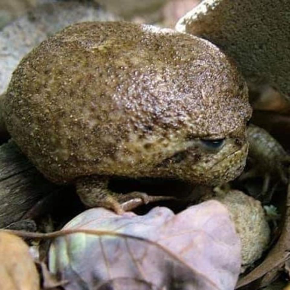 Se trata de una especie de madriguera que habita en fynbos (formaciones vegetales típicas de Sudáfrica) y franjas forestales, así que no necesita la presencia de aguas abiertas. (Foto: Instagram / <a href="http://www.instagram.com/p/CBBqgtVFM0D/" rel="nofollow noopener" target="_blank" data-ylk="slk:@thewondersofthenatrual;elm:context_link;itc:0;sec:content-canvas" class="link ">@thewondersofthenatrual</a>).