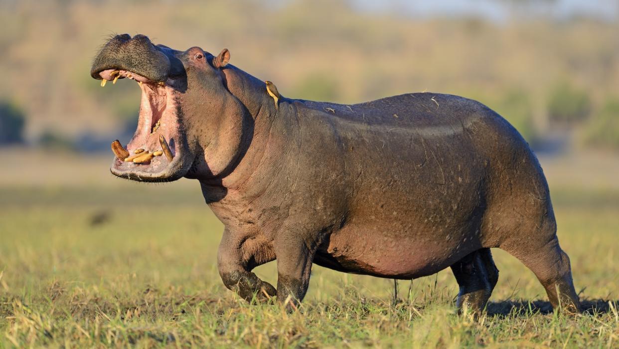  Hippopotamus in a grassy field. 