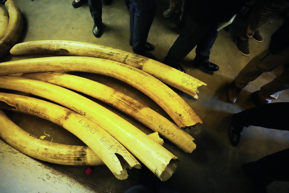 Ambassadors from European countries stand next to elephant tusks lying on the floor during a tour of ivory stockpiles in Harare, Monday, May, 17, 2022. Zimbabwe is seeking international support to be allowed to sell half a billion dollars worth of ivory stockpile, describing the growth of its elephant population as “dangerous” amid dwindling resources for conservation. The Zimbabwe National Parks and Wildlife Management Authority on Monday took ambassadors from European Union countries through a tour of the stockpile to press for sales which are banned by CITES, the international body that monitors endangered species. (AP Photo/Tsvangirayi Mukwazhi)