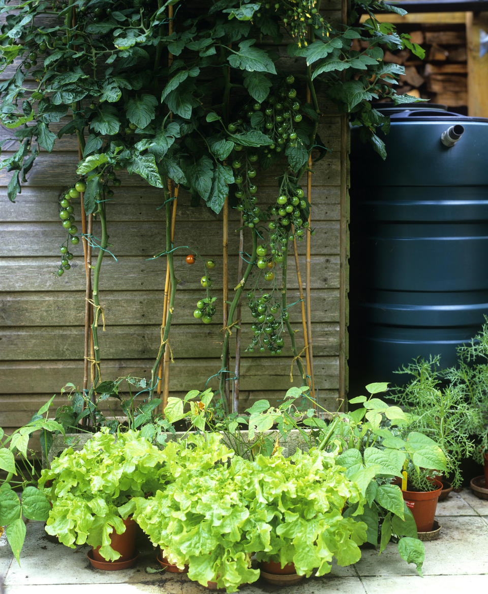 Look to vertical vegetable garden ideas to save space