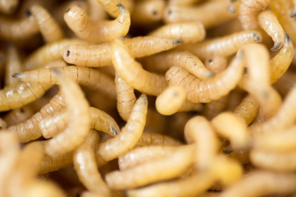 Maggots were stowaways on the Delta flight from Amsterdam to Detroit. Jopstock – stock.adobe.com