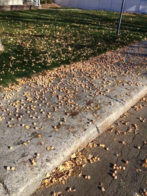 As his ginkgo tree gets bigger, Dino Delisi is worried the seeds will end up on his roof or rain gutter and cause even more damage.