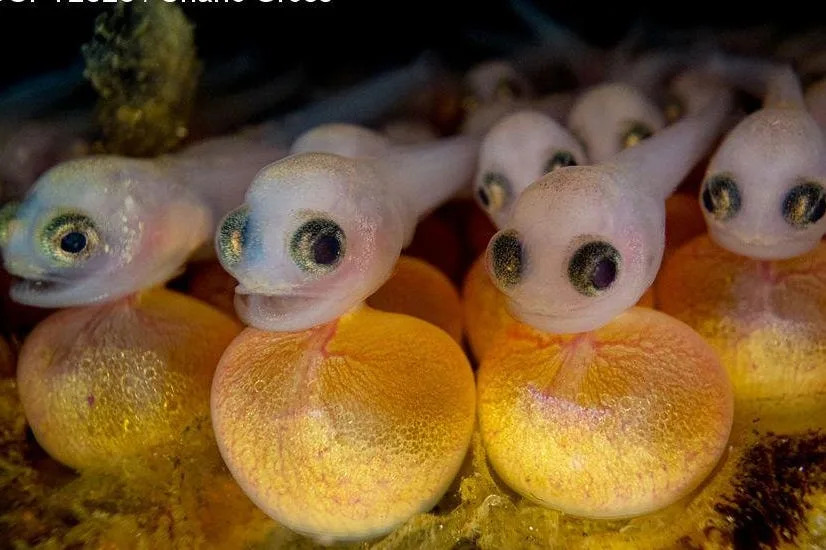 Un cardumen de peces embrionarios que todavía están adheridos tanto al fondo marino como a sus sacos de huevos.