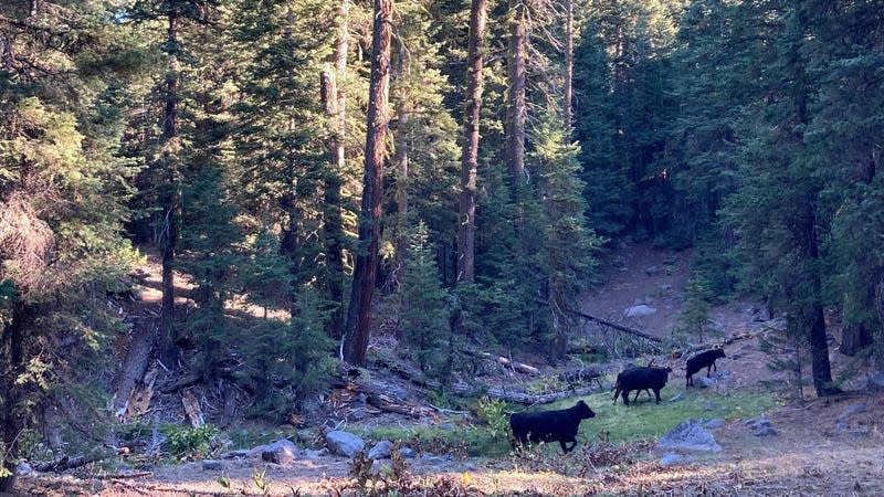 Cattle were just about everywhere in California’s Modoc National Forest, even here in a designated wilderness area. 