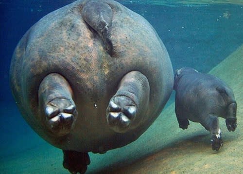 <p>Happy-Hippo-Mama mit dem Nachwuchs auf Tauchstation – da dürfte sich glatt mal der Wasserstandsanzeiger verändert haben. (Bild: <a rel="nofollow noopener" href="http://www.thisisphotobomb.com" target="_blank" data-ylk="slk:www.thisisphotobomb.com;elm:context_link;itc:0;sec:content-canvas" class="link ">www.thisisphotobomb.com</a>) <br></p>