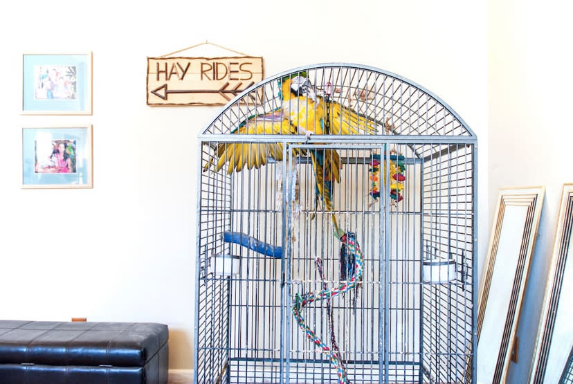 <p>Meet Alberta the parrot! (Airbnb) </p>