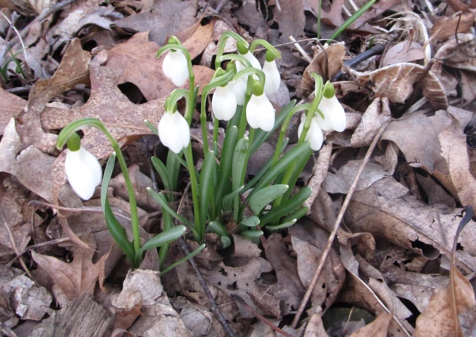 Snowdrops are a popular flower given by people in Denmark on Valentine's Day.