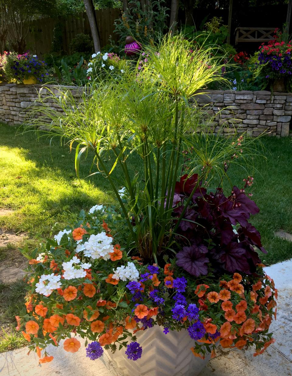 The late afternoon sun lights up the curly tufts of Graceful Grasses Prince Tut papyrus, grown here in a white self-watering AquaPot with Primo Wild Rose heuchera, Superbells Dreamsicle calibrachoa and Superbena Whiteout and Superbena Royale Chambray verbenas.