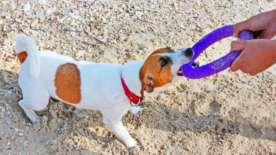 ways to keep your pet entertained when you're not there