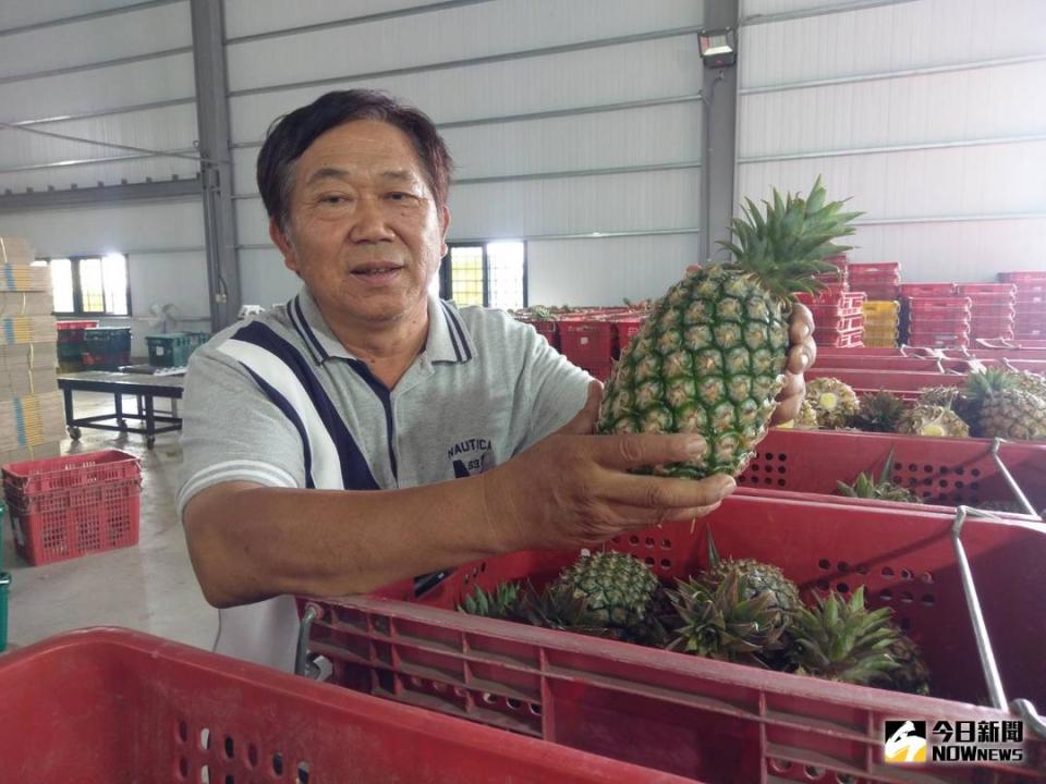 ▲高樹銀獅農場洪華進用心經營的鳳梨田，生產的鳳梨品質在市場受到極大歡迎。（圖／農糧署南區分署提供）