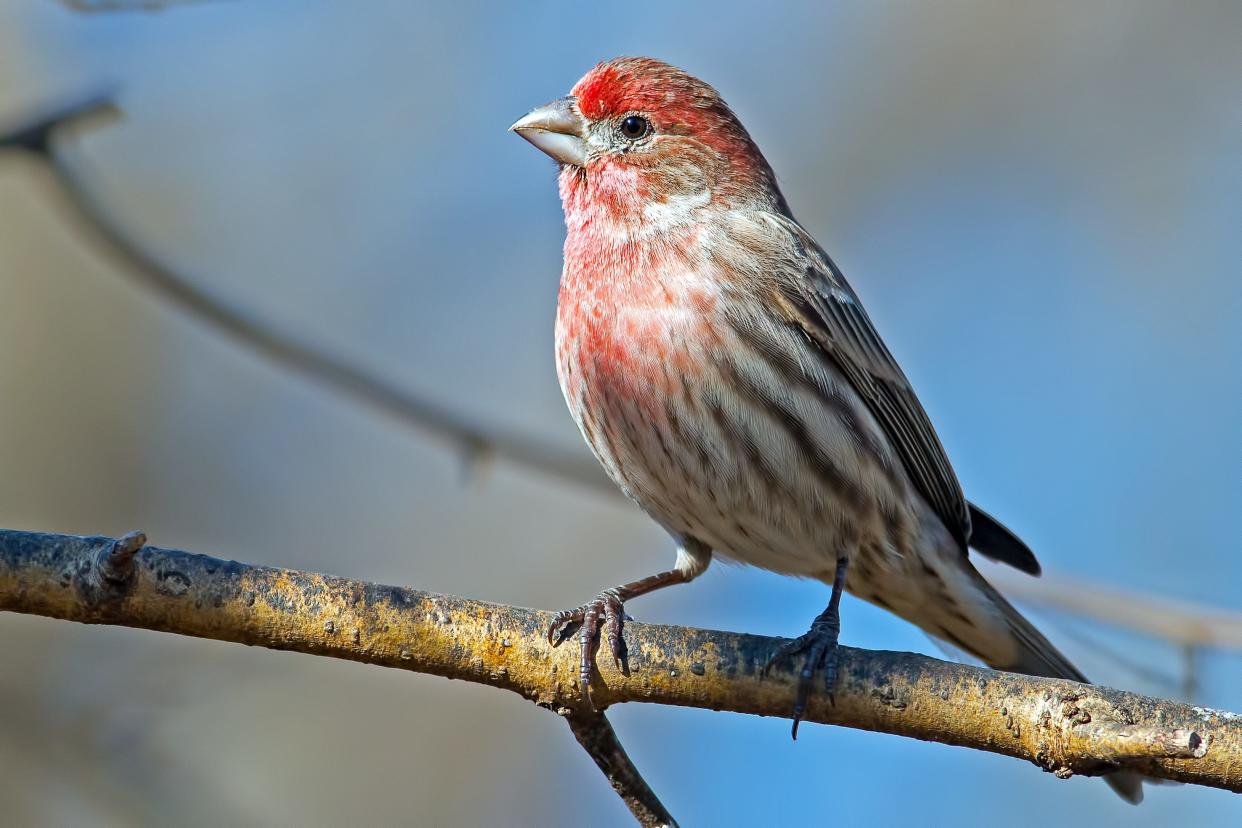 House finch